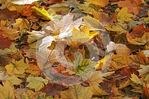 Foliage, Autumn leaves lit by the sun on the ground