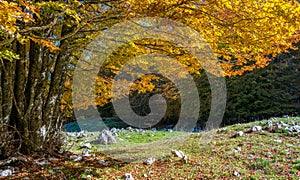 Foliage in autumn season at Forca d`Acero, in the Abruzzo and Molise National Park. Italy.