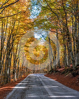 Foliage in autumn season at Forca d`Acero, in the Abruzzo and Molise National Park. Italy. photo