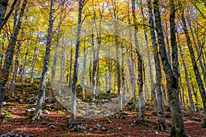 Foliage in autumn season at Forca d`Acero, in the Abruzzo and Molise National Park. Italy. photo