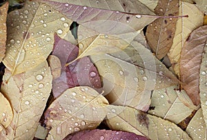 Foliage Autumn season leaf