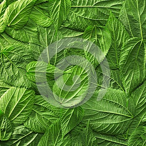 Foliage background with bright green plant leaves. Environmentally friendly or Earth day background