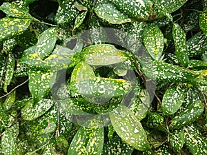 Foliage background with white dots _ stock image