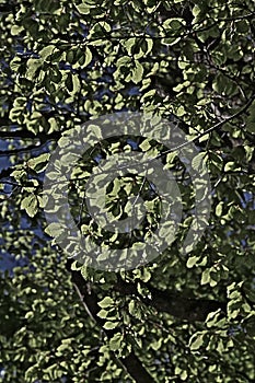 Foliage of beech tree in spring