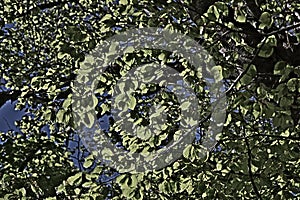 Foliage of beech tree in spring