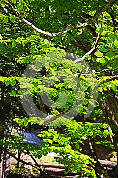 Foliage of beech tree in spring