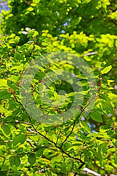 Foliage of beech tree in spring