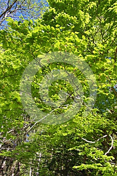 Foliage of beech tree in spring