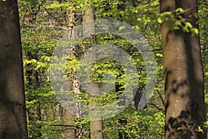 Foliage of beech tree in spring