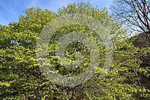 Foliage of beech tree in spring