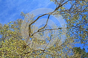 Foliage of beech tree in spring