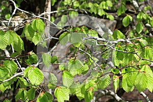Foliage of beech tree in spring
