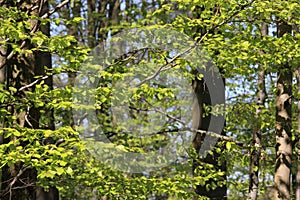 Foliage of beech tree in spring