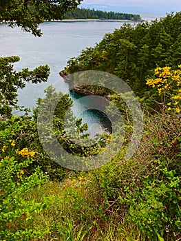 The Foliage Beneath Deception Pass