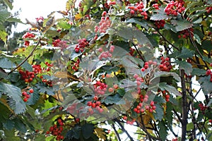 Foliage and berries of Sorbus aria photo