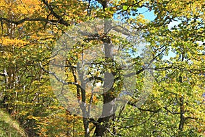 Foliage and branch of downy oak or pubescent oak