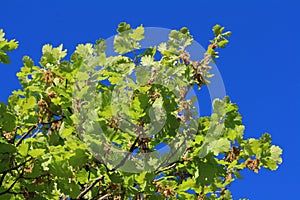 Foliage and branch of pubescent oak tree in spring