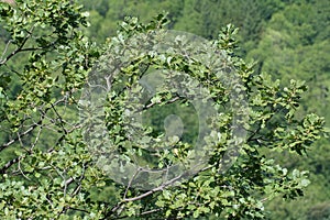 Foliage and branch of pubescent oak tree in spring