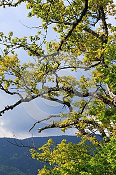 Foliage and branch of pubescent oak tree in spring