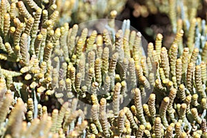 Foliage and branches of Arthrocaulon macrostachyum