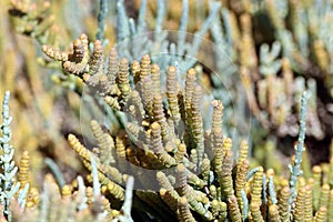 Foliage and branches of Arthrocaulon macrostachyum