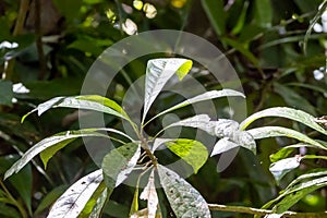 Foliage of a cafecillo bush, Erythrochiton gymnanthus, in a rainforest