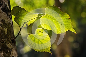 Foliage Closeup