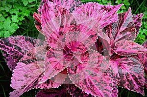 In the garden, the beautiful foliage of the Coleus hybrida, colored pink with dark red photo