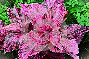 Coleus hybrida foliage of pink with dark red color in the garden photo