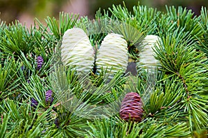 Foliage and cones of Himalayan cedar