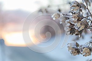 Foliage covered in ice at sunrise blurred background soft light