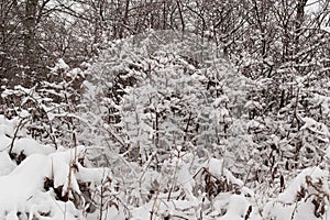 Foliage covered with snow