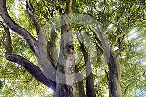 foliage on the crown of a tall tree and sunbeams