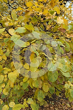 Foliage of Cydonia oblonga in autumn