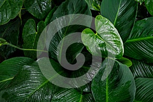 Foliage in dark green pattern with rain water drop.