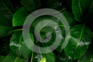 Foliage in dark green pattern with rain water drop. Top view shot of tropical leaf.