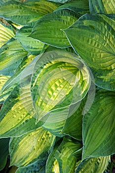 Foliage of decorative plant Hosta Funkia.