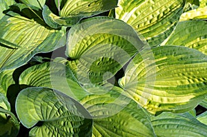 Foliage of decorative plant Hosta (Funkia).