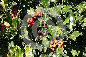 Foliage and drupe of holly in winter