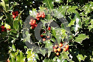 Foliage and drupe of holly in winter photo