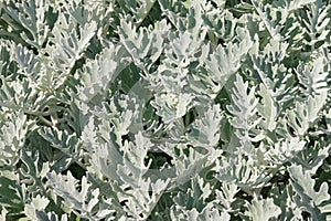 Foliage of Dusty Miller plant Senecio cineraria, Silver dust on sunny day