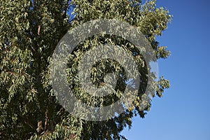 Foliage of Eucalyptus tree in springtime