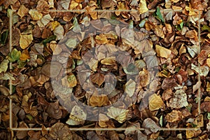 Texture with dry leaves