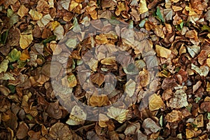 Foliage in the fall.