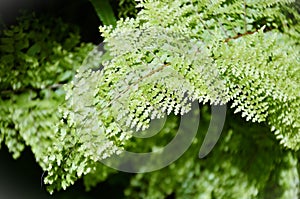 The foliage of the fern Nephrolepis exaltata cv