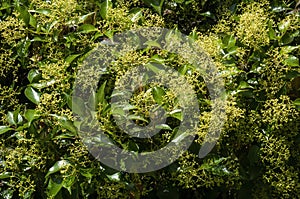 Foliage and flower buds of an acmena smithii var. Minor or small leaf lilly pilly photo