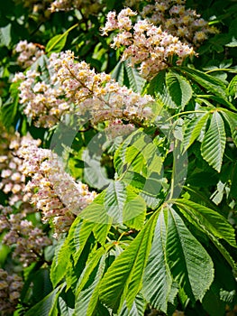 Foliage and flowers of horse-chestnut Aesculus hippocastanum