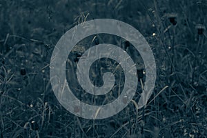 Foliage in the forest abstract background. grass and flowers texture