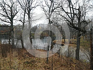 Foliage in the forest