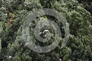 Cupressus sempervirens close up